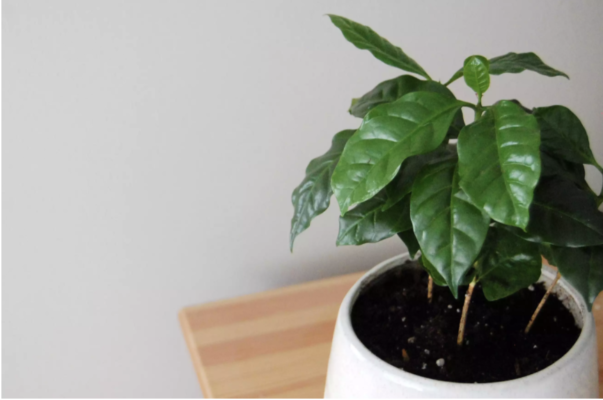 Coffee Plant (Coffea arabica)